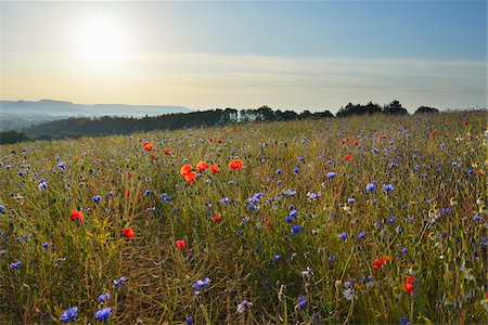 Corn Poppies (Papaver rhoeas) and Cornflowers (Centaurea cyanus) with Morning Sun, Summer, Germerode, Hoher Meissner, Werra Meissner District, Hesse, Germany Foto de stock - Sin royalties Premium, Código: 600-07945201