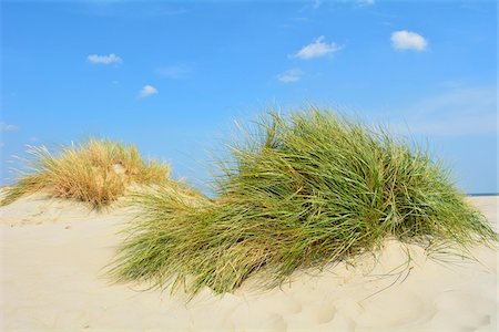 east frisian islands - Dunes in Summer, Norderney, East Frisia Island, North Sea, Lower Saxony, Germany Foto de stock - Sin royalties Premium, Código: 600-07945217