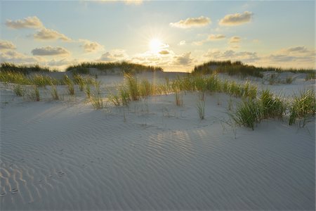 rastro animal - Dunes with Sun in Summer, Norderney, East Frisia Island, North Sea, Lower Saxony, Germany Foto de stock - Sin royalties Premium, Código: 600-07945224