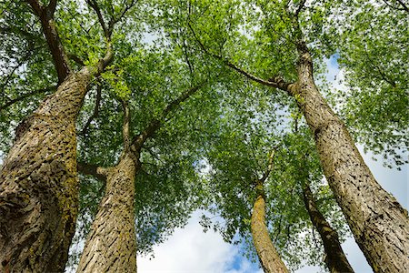 simsearch:600-08986266,k - Looking up into the Tree tops, Herrsching, Ammersee, Fuenfseenland, Upper Bavaria, Bavaria, Germany Stock Photo - Premium Royalty-Free, Code: 600-07945343