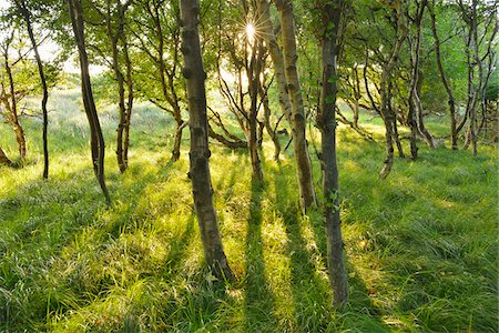 east frisian islands - Birch Forest in the Dunes with Sun, Summer, Norderney, East Frisia Island, North Sea, Lower Saxony, Germany Foto de stock - Sin royalties Premium, Código: 600-07945361