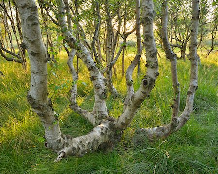 east frisia - Birch Forest in the Dunes, Summer, Norderney, East Frisia Island, North Sea, Lower Saxony, Germany Foto de stock - Sin royalties Premium, Código: 600-07945363