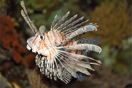 scorpaenidae - Close-up of a red lionfish (Pterois volitans) in an aquarium, Germany Stock Photo - Premium Royalty-Free, Code: 600-07966016