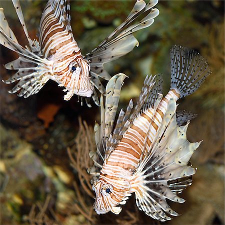 Close-up of two red lionfish (Pterois volitans) in an aquarium, Germany Stock Photo - Premium Royalty-Free, Code: 600-07966017