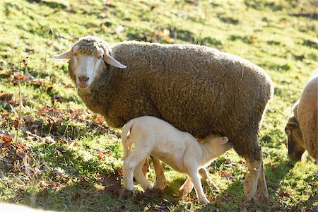 simsearch:600-08107040,k - Close-up of a house-sheep (Ovis orientalis aries) mother with her lamb on a meadow in spring, Bavaria, Germany Photographie de stock - Premium Libres de Droits, Code: 600-07966020