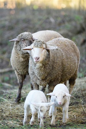 Close-up of a house-sheep (Ovis orientalis aries) mother with her two lambs on a meadow in spring, Bavaria, Germany Foto de stock - Sin royalties Premium, Código: 600-07966022