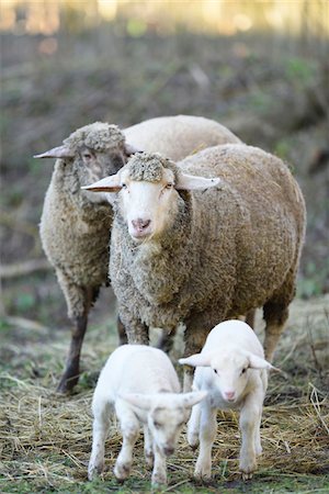 Close-up of a house-sheep (Ovis orientalis aries) mother with her two lambs on a meadow in spring, Bavaria, Germany Photographie de stock - Premium Libres de Droits, Code: 600-07966022