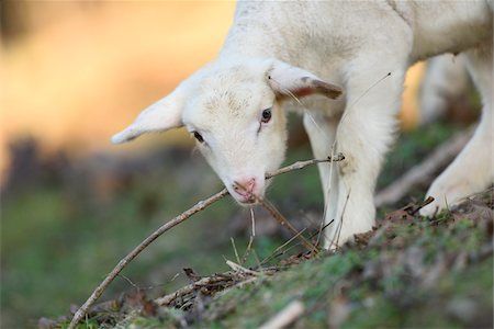 Close-up of a house-sheep (Ovis orientalis aries) lamb on a meadow in spring, Bavaria, Germany Foto de stock - Sin royalties Premium, Código: 600-07966023