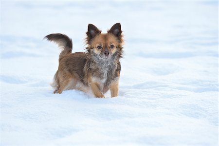 perro chihuahua - Portrait of Chihuahua in Snow in Winter, Germany Foto de stock - Sin royalties Premium, Código: 600-07966107
