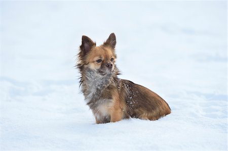 simsearch:400-03944669,k - Portrait of Chihuahua in Snow in Winter, Germany Photographie de stock - Premium Libres de Droits, Code: 600-07966108