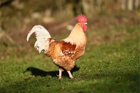 simsearch:700-08639257,k - Portrait of Rooster (Gallus gallus domesticus) on Meadow in Spring, Upper Palatinate, Bavaria, Germany Stock Photo - Premium Royalty-Free, Code: 600-07966109