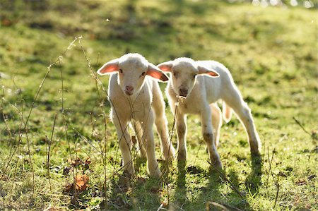 Portrait of Two Lambs (Ovis orientalis aries) on Meadow in Spring, Upper Palatinate, Bavaria, Germany Photographie de stock - Premium Libres de Droits, Code: 600-07966112