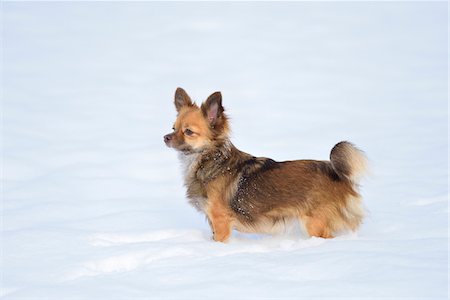 simsearch:400-03944669,k - Portrait of Chihuahua in Snow in Winter, Germany Photographie de stock - Premium Libres de Droits, Code: 600-07966126