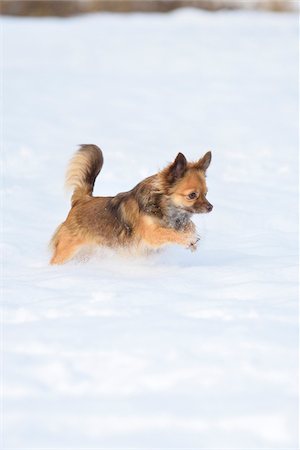 simsearch:400-03944669,k - Portrait of Chihuahua in Snow in Winter, Germany Photographie de stock - Premium Libres de Droits, Code: 600-07966127