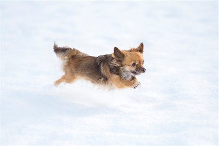 perro chihuahua - Portrait of Chihuahua in Snow in Winter, Germany Photographie de stock - Premium Libres de Droits, Code: 600-07966128