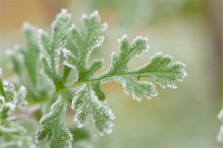 simsearch:600-08026138,k - Close-up of Common Ragwort (Jacobaea vulgaris) in Winter, Upper Palatinate, Bavaria, Germany Foto de stock - Sin royalties Premium, Código: 600-07966121
