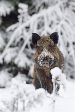 Wild Boar (Sus scrofa) Tusker, Spessart, Bavaria, Germany Foto de stock - Sin royalties Premium, Código: 600-07966176