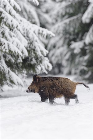 snow covered spruce tree - Wild Boar (Sus scrofa) Tusker, Spessart, Bavaria, Germany Stock Photo - Premium Royalty-Free, Code: 600-07966179