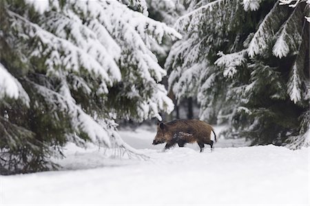 eber - Wild Boar (Sus scrofa) Tusker, Spessart, Bavaria, Germany Stockbilder - Premium RF Lizenzfrei, Bildnummer: 600-07966180