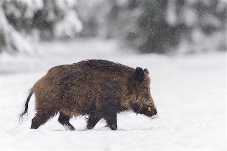 Wild Boar (Sus scrofa) Tusker, Spessart, Bavaria, Germany Photographie de stock - Premium Libres de Droits, Code: 600-07966181