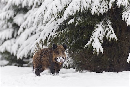 snow covered spruce tree - Wild Boar (Sus scrofa) Tusker, Spessart, Bavaria, Germany Stock Photo - Premium Royalty-Free, Code: 600-07966182