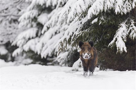 Wild Boar (Sus scrofa) Tusker, Spessart, Bavaria, Germany Photographie de stock - Premium Libres de Droits, Code: 600-07966183