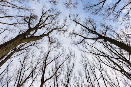Looking up in Forest, Hesse, Germany Photographie de stock - Premium Libres de Droits, Code: 600-07966195