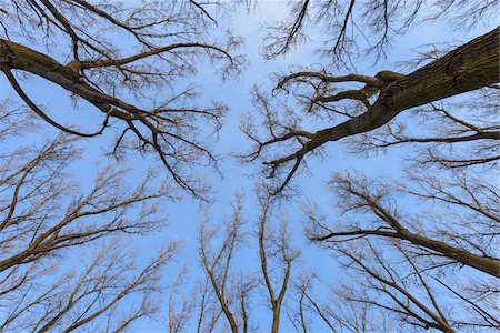 entouré - Looking up in Forest, Hesse, Germany Photographie de stock - Premium Libres de Droits, Code: 600-07966196