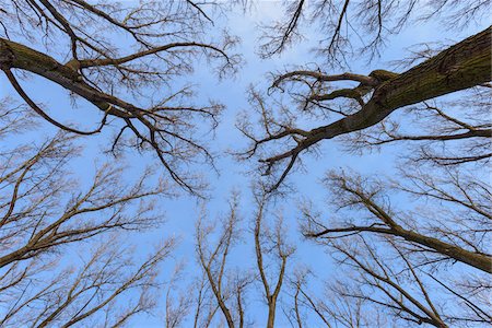 forest sky worms eye view - Looking up in Forest, Hesse, Germany Stock Photo - Premium Royalty-Free, Code: 600-07966196