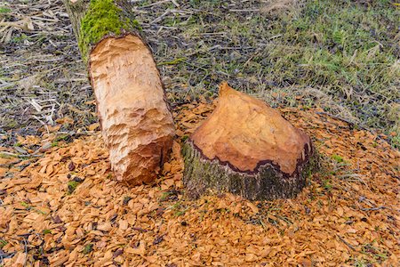 segatura - Tree Trunk Gnawed by European Beaver (Castor fiber), Spessart, Hesse, Germany Fotografie stock - Premium Royalty-Free, Codice: 600-07966193