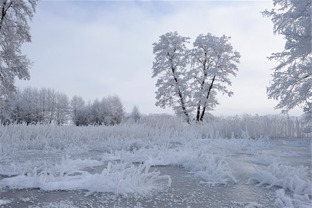 Landscape of Frozen Pond and Common Alder (Alnus glutinosa) Trees in Winter, Upper Palatinate, Bavaria, Germany Photographie de stock - Premium Libres de Droits, Code: 600-07966231