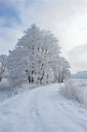 simsearch:600-03644653,k - Landscape with Snowy Path beside Frozen Common Alder (Alnus glutinosa) Trees in Winter, Upper Palatinate, Bavaria, Germany Stockbilder - Premium RF Lizenzfrei, Bildnummer: 600-07968147