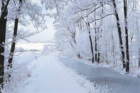 simsearch:600-05837471,k - Landscape with Snowy Trail by Frozen Stream and Common Alder (Alnus glutinosa) Trees in Winter, Upper Palatinate, Bavaria, Germany Foto de stock - Sin royalties Premium, Código: 600-07968149