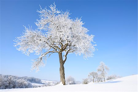 simsearch:600-06486305,k - Landscape with Frozen Fruit Tree on Sunny Day in Winter, Upper Palatinate, Bavaria, Germany Stock Photo - Premium Royalty-Free, Code: 600-07968167