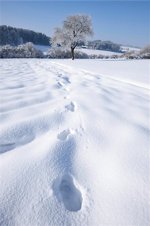 simsearch:600-07968164,k - Low Angle View of Landscape with Footprints in Snow on Sunny Day in Winter, Upper Palatinate, Bavaria, Germany Stock Photo - Premium Royalty-Free, Code: 600-07968168