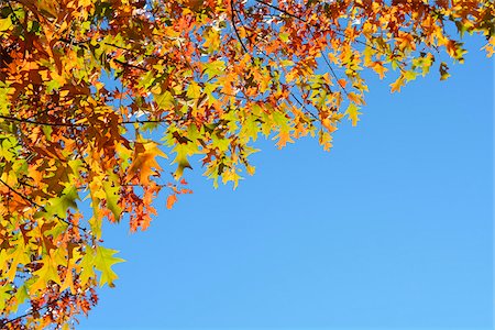 Red Oak Leaves in Autumn, Boppard, Rhein-Hunsruck-District, Rhineland-Palatinate, Germany Photographie de stock - Premium Libres de Droits, Code: 600-07968179