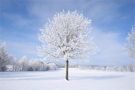 Landscape with Frozen Norway Maple (Acer platanoides) on Sunny Day in Winter, Upper Palatinate, Bavaria, Germany Stock Photo - Premium Royalty-Free, Code: 600-07968171