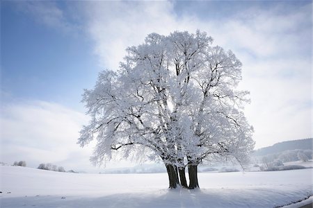 seasons for trees - Landscape with Frozen Silver Lime (Tilia tomentosa) on Sunny Day in Winter, Upper Palatinate, Bavaria, Germany Photographie de stock - Premium Libres de Droits, Code: 600-07968172