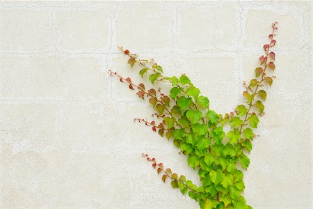 provence-alpes-cote d'azur - Climbing Plants on House Wall, Camargue, Provence Alpes Cote d Azur, Bouches du Rhone, France Foto de stock - Sin royalties Premium, Código: 600-07968194