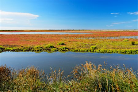 Marshland in Summer, Digue a la Mer, Camargue, Bouches-du-Rhone, Provence-Alpes-Cote d'Azur, France Stock Photo - Premium Royalty-Free, Code: 600-07968216