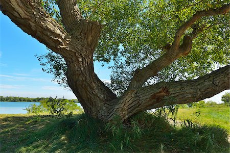 Cottonwood Tree on Rhone Riverbank, Salin De Giraud, Camargue, Bouches-du-Rhone, Provence-Alpes-Cote d'Azur, France Foto de stock - Sin royalties Premium, Código: 600-07968217
