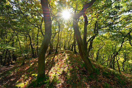 rheinland-pfalz - Forest with Sun, Boppard, Rhein-Hunsruck-Kreis, Rhineland-Palatinate, Germany Stockbilder - Premium RF Lizenzfrei, Bildnummer: 600-07968236