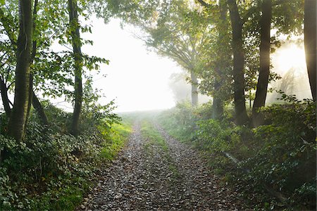 rhineland-palatinate - Forest Path with Morning Mist and Sun Rays, Holzfeld, Boppard, Rhein-Hunsruck-Kreis, Rhineland-Palatinate, Germany Foto de stock - Sin royalties Premium, Código: 600-07968239