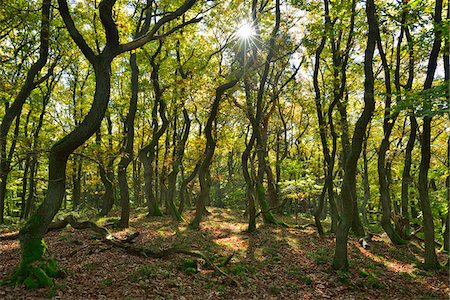 rhein-hunsruck-kreis - Oak Forest with Sun, Fleckertshohe, Boppard, Rhein-Hunsruck-Kreis, Rhineland-Palatinate, Germany Photographie de stock - Premium Libres de Droits, Code: 600-07968244