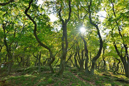 rhineland-palatinate - Oak Forest with Sun, Fleckertshohe, Boppard, Rhein-Hunsruck-Kreis, Rhineland-Palatinate, Germany Stock Photo - Premium Royalty-Free, Code: 600-07968242