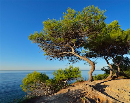 Pine Tree with Sea, La Couronne, Martigues, Cote Bleue, Mediterranean Sea, Bouches-du-Rhone, Provence-Alpes-Cote d'Azur, France Foto de stock - Sin royalties Premium, Código: 600-07991526