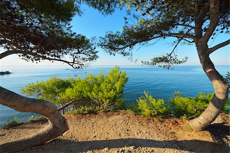 provencal - Pine Tree with Sea, La Couronne, Martigues, Cote Bleue, Mediterranean Sea, Bouches-du-Rhone, Provence-Alpes-Cote d'Azur, France Stock Photo - Premium Royalty-Free, Code: 600-07991528