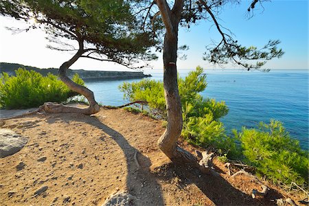 Pine Tree with Sea Bay, La Couronne, Martigues, Cote Bleue, Mediterranean Sea, Bouches-du-Rhone, Provence-Alpes-Cote d'Azur, France Stock Photo - Premium Royalty-Free, Code: 600-07991530