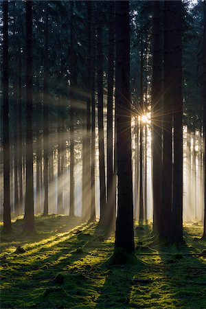 sunrise through the trees - Spruce Forest in Early Morning Mist at Sunrise, Odenwald, Hesse, Germany Stock Photo - Premium Royalty-Free, Code: 600-07991689