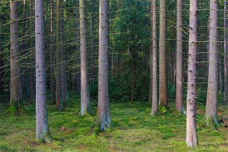 simsearch:600-08145834,k - Tree Trunks in Spruce Forest, Odenwald, Hesse, Germany Fotografie stock - Premium Royalty-Free, Codice: 600-07991698